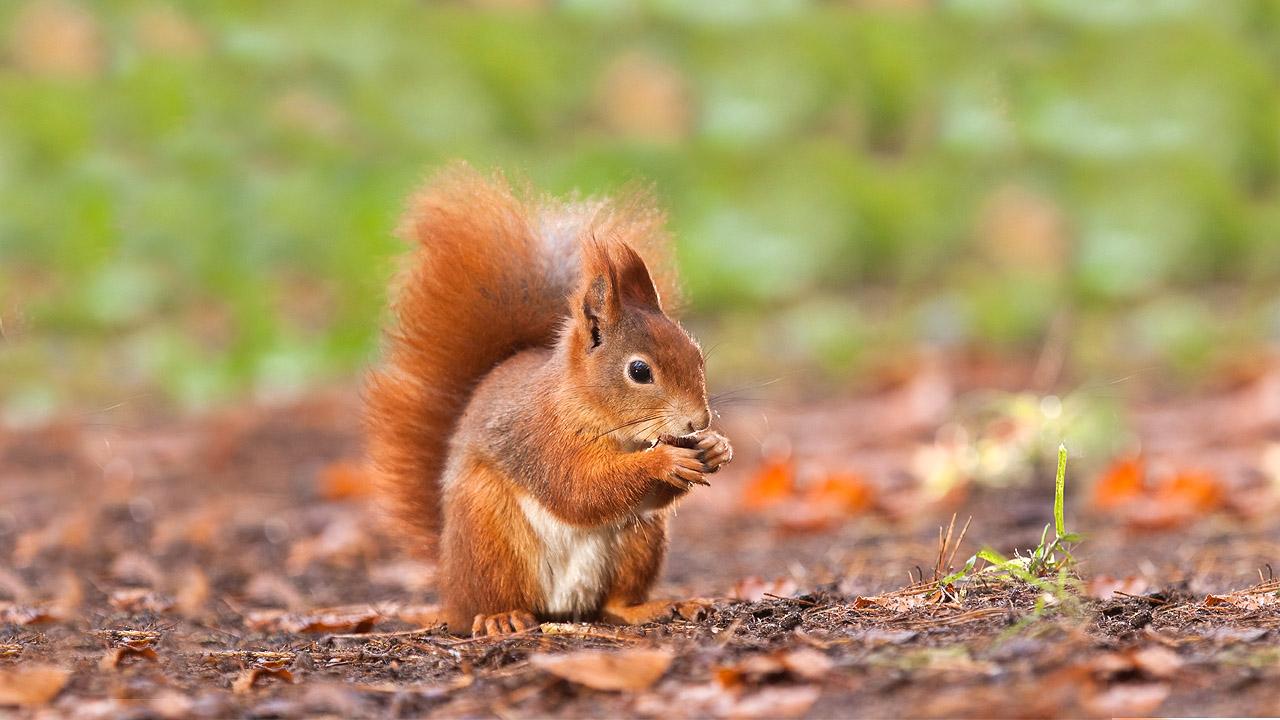 Eichhörnchen