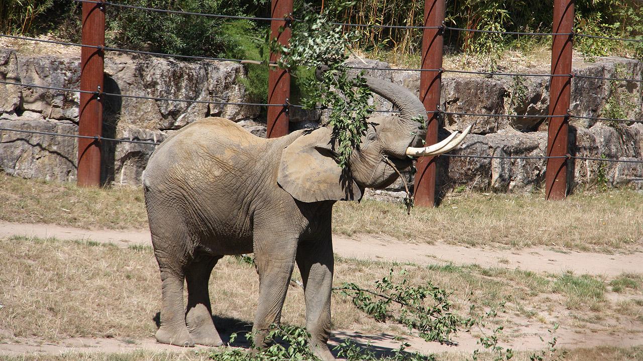 Ein Elefant wirft  mit dem Rüssel einen Zweig auf den Rücken