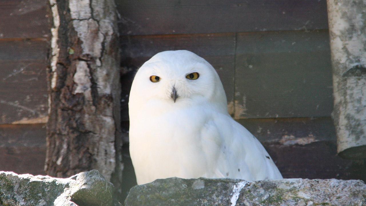 Schneeeule Schneeeule