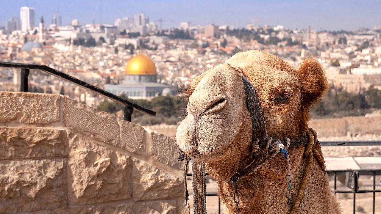 Kamel in Jerusalem Kamel vor der Stadtansicht von Jerusalem mit Felsendom