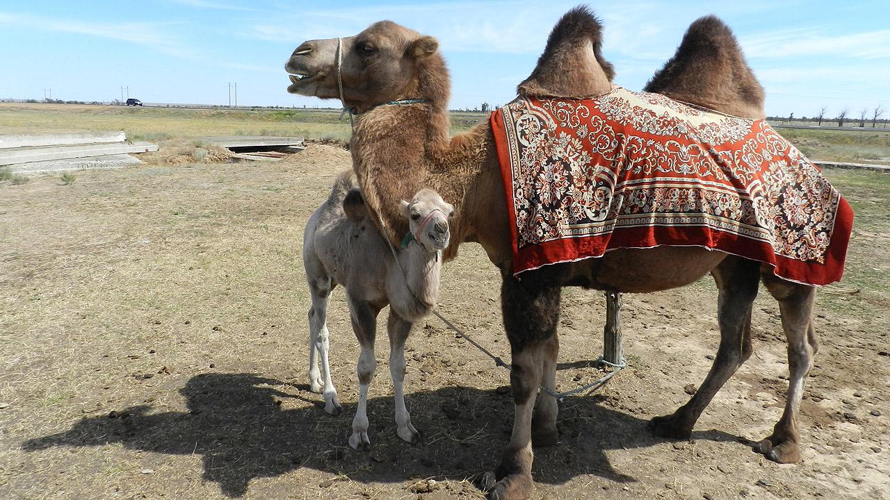 Kamel mit Jungtier