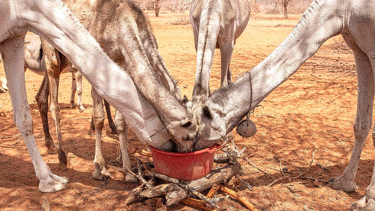 Mehrere Kamele trinken aus einem roten Eimer