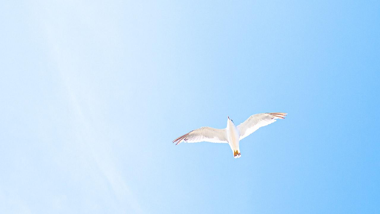 Eine Möve fliegt am Himmel