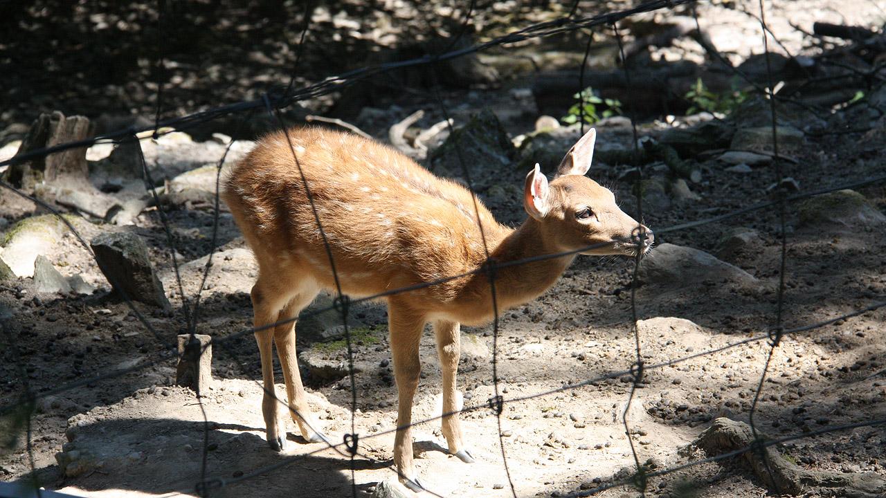 Ein Hirsch-Kitz mit hellen Flecken im rötlichen Fell, davor ein Maschenzaun