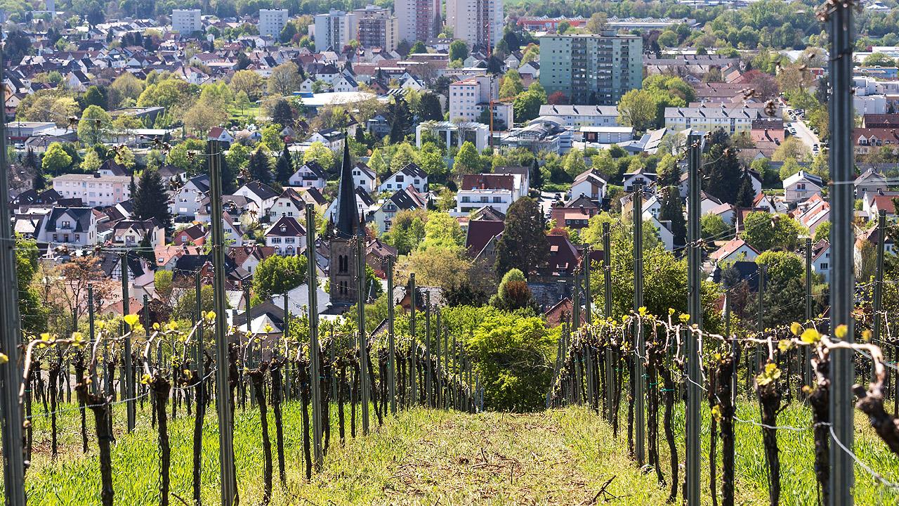 Weinreben, hinter denen die Stadt Bensheim liegt