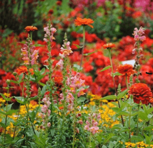 Auf dem Bild sind eine Vielzahl an roten, gelb-orangen und rosa Blumen zu sehen.